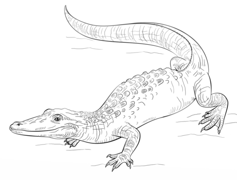 Coloring book of large purebred alligator